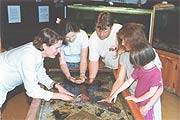 Touch tank at Queensliff MDC