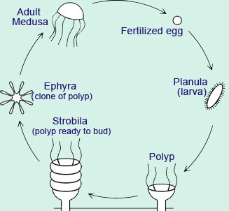 jelly_life-cycle.jpg