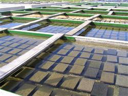 Abalone Farm