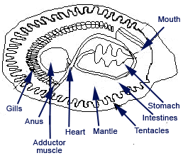 Anatomy Of An Oyster