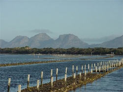 Pacific oyster farm in Coles Bay, Tasmania. Mesa