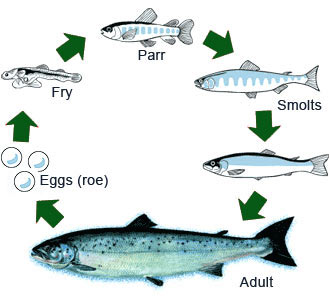 Mariculture in Australia