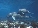 Photo from this great info site about dugongs