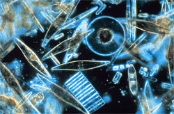 What are some facts about phytoplankton?