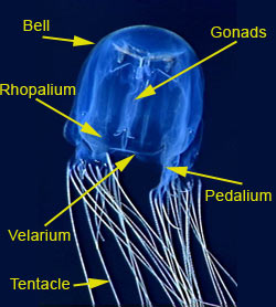 Box Jellyfish Anatomy Jellyfish Great Barrier Reef Foundation Box Jellyfish Anatomy Jellyfish Great Barrier Reef Foundation