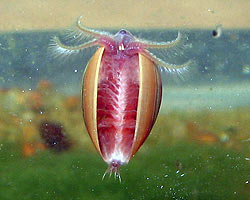 Artemia salina - Wikipedia