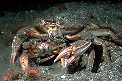 How do crabs mate?