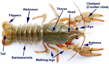 crustaceans characteristics