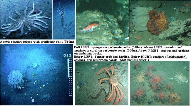 abyssal zone food web