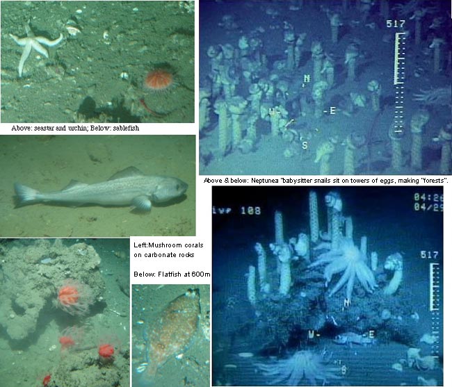 abyssal zone food web