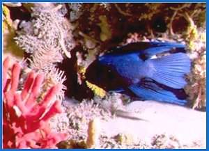 Blue devil fish, 30K