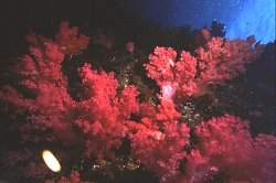 Soft corals 