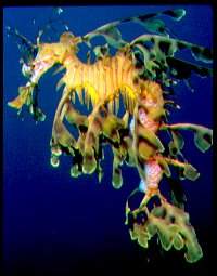 Leafy seadragon 32K Photo by David Muirhead