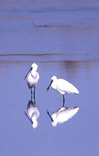 Spoonbills