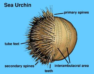 Graphic of a Sea Urchin's body parts
