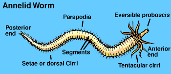 Graphic of an Anelid worm's body parts