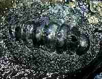 photo of Spiculed Chiton
