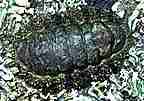  Small photo of a Spiculed Chiton