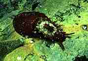 photo of Black Keyhole Limpet