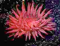 Photo of a Watarah Anemone