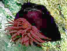 photo of Waratah Anemone