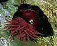 photo of Waratah Anemone