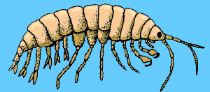 Graphic of an Amphipod