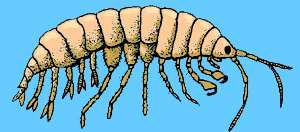 amphipod.gif