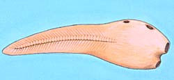 graphic of ascidian free-swimming larvae