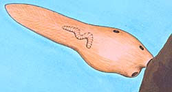 graphic of ascidian larvae attaching to rock
