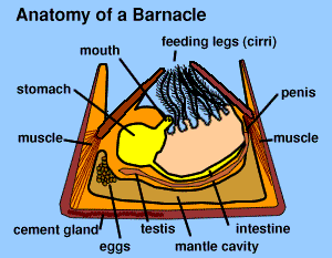 http://www.mesa.edu.au/friends/seashores/images/barnacle.gif