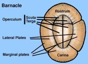 top view of barnacle parts