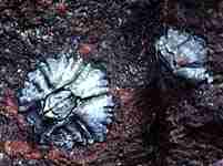 Photo of an uneroded Six-plated Barnacle 