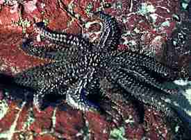 Photo of an Eleven-armed Seastar