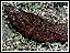 Small photo of Chirodota a holothurian