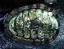 Photo of the Snake-skin Chiton