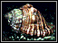 Small photo of a Spengler's Rock Whelk