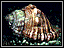 Small photo of Spengler's Rock Whelk