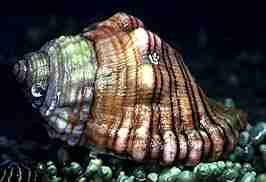 Photo of Spengler's Rock Whelk