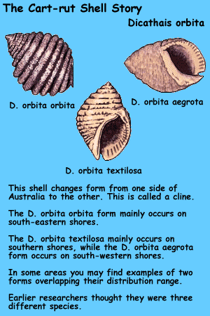 Graphic of the Cart-rut Shell story