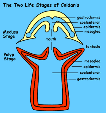 Graphic of the two life stages of Cnidaria