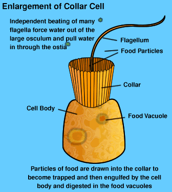 Animation of how a collar cell draws in water and food