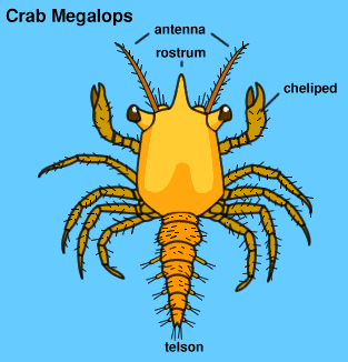 Graphic of crab megalops