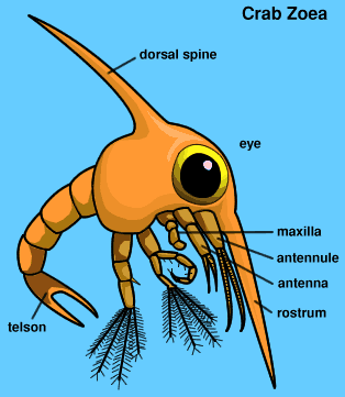 Graphic of crab zoea