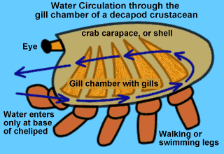  chamber of a decapod crustacean