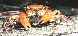 Photo of female crab in berry