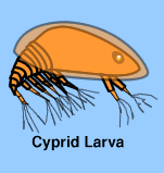 graphic of a barnacle cyprid larva