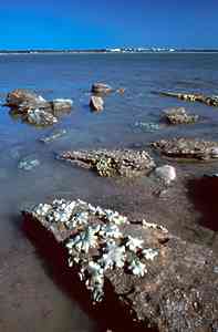 Photo of a tidal plain coast near Darwin, N. T.