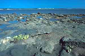 Photo of sandrock shore at Darwin, Northern Territory