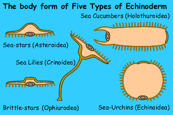 Graphic of the body form of five types of Echinoderm